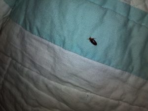 will washing clothes kill bed bugs